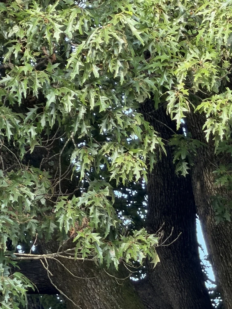 Quercus Falcata