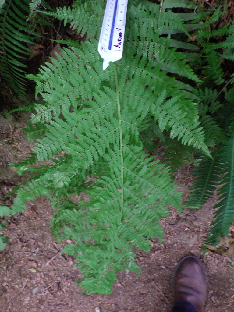 Athyrium filix-femina