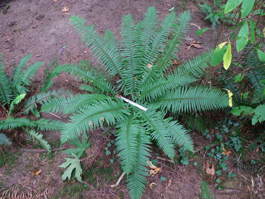 Polystichum Munitum