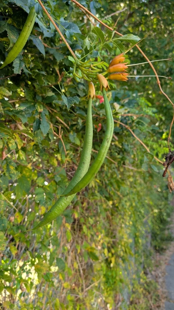 Campsis Radicans