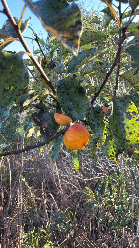 Diospyros Virginiana