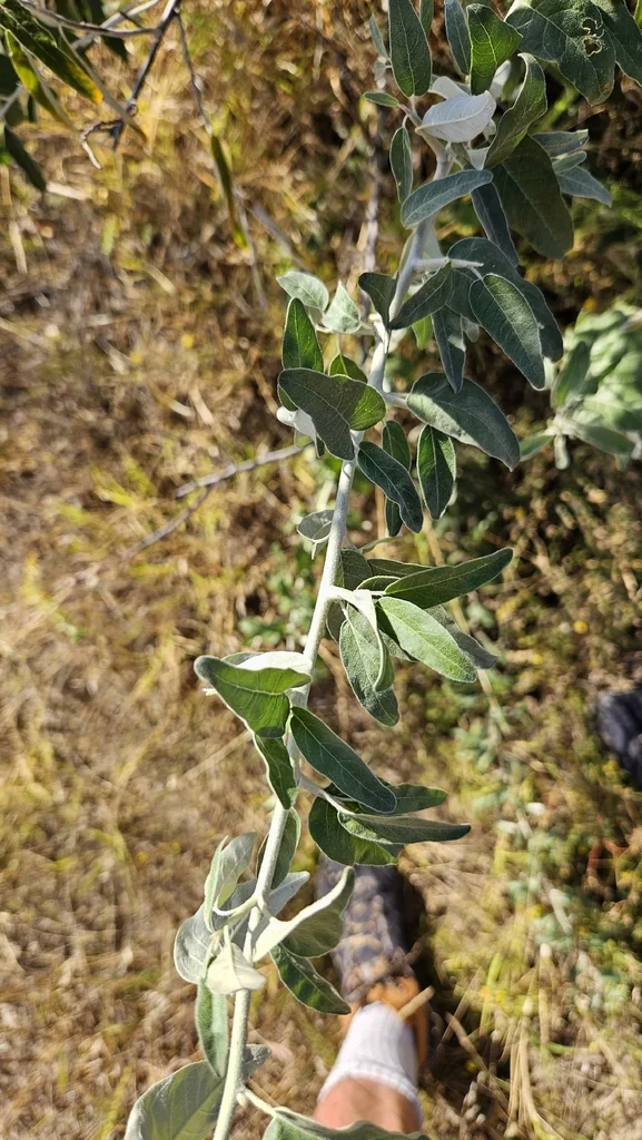 Elaeagnus angustifolia