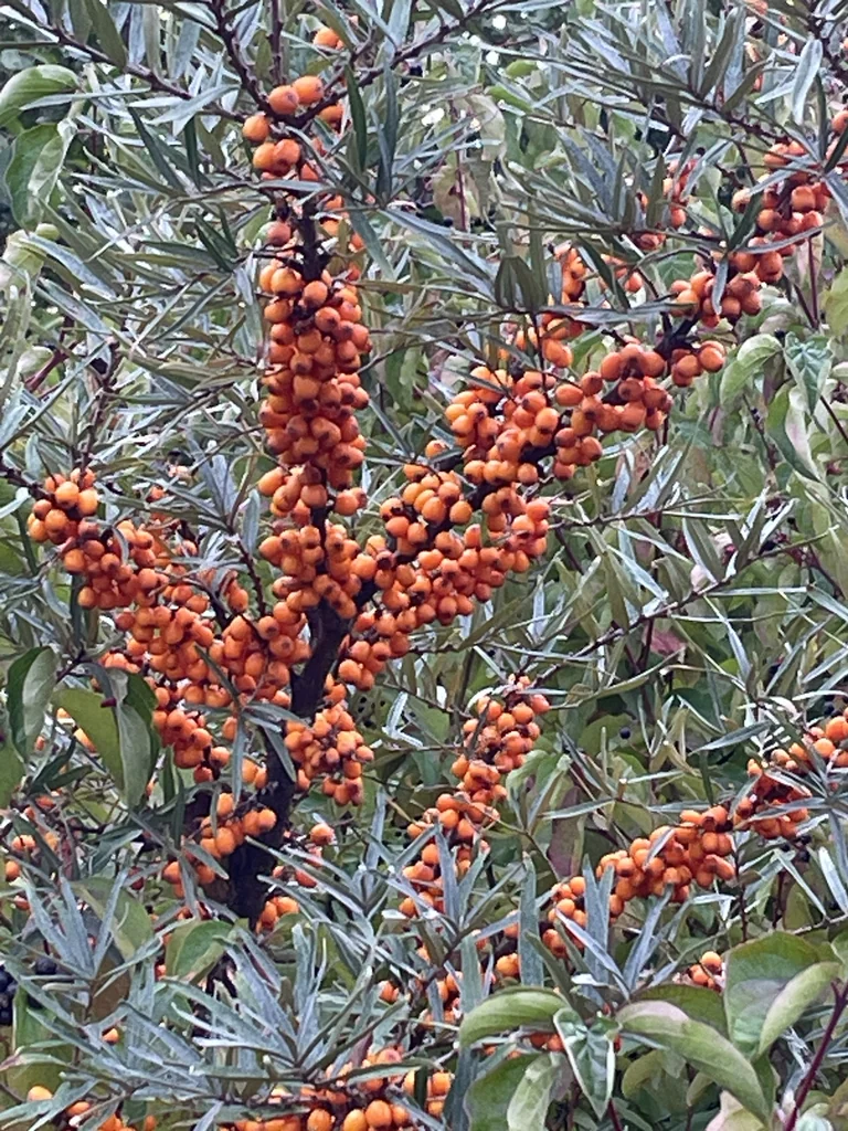 Hippophae Rhamnoides