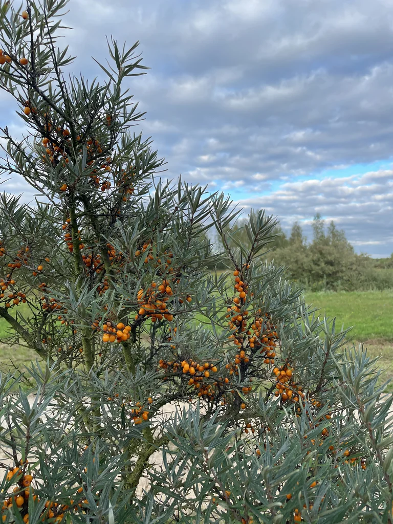 Hippophae Rhamnoides