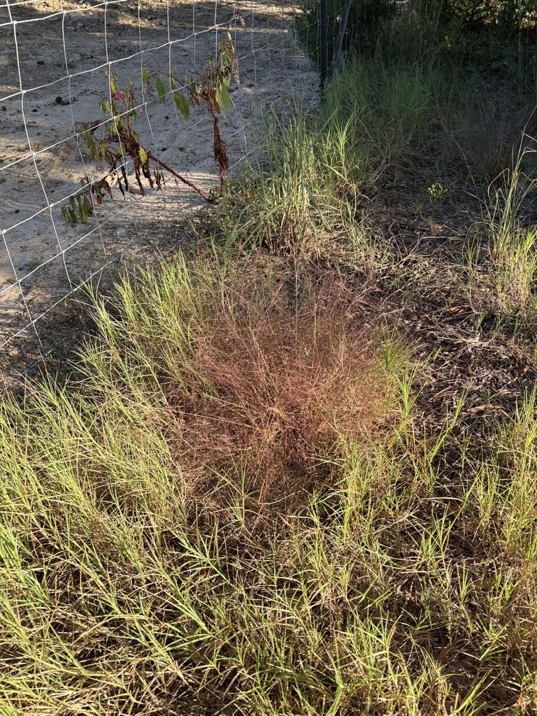 Eragrostis Spectabilis