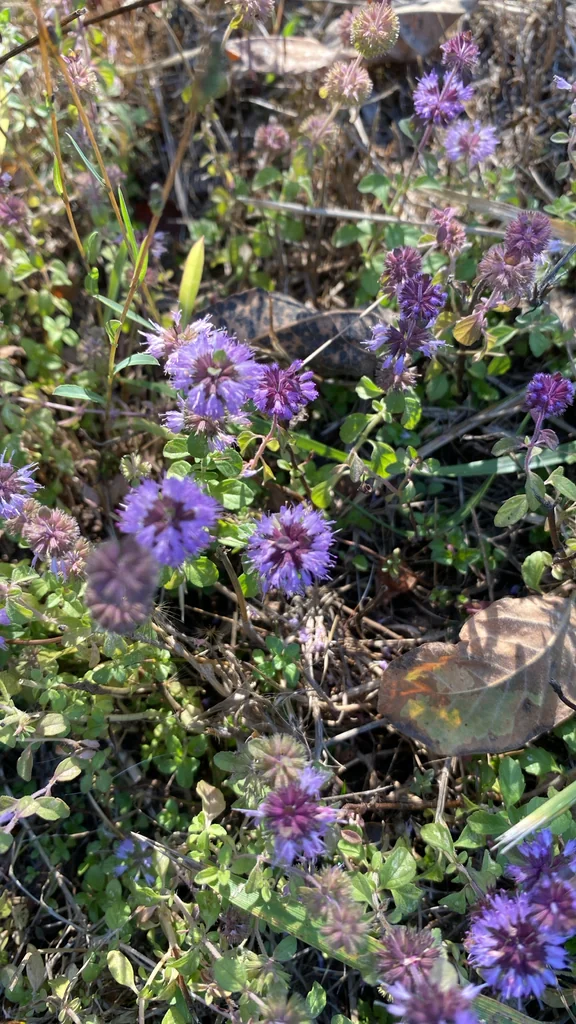 Mentha Pulegium