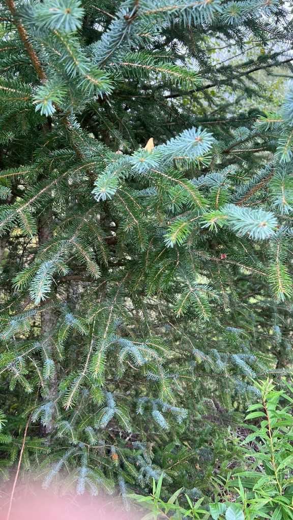 Picea Sitchensis