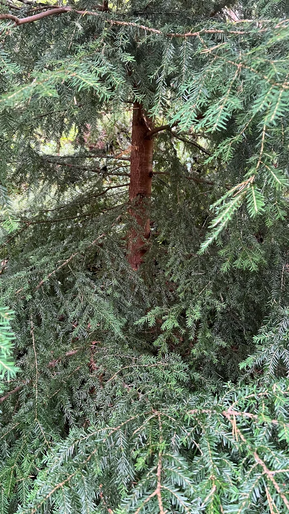 Tsuga Heterophylla