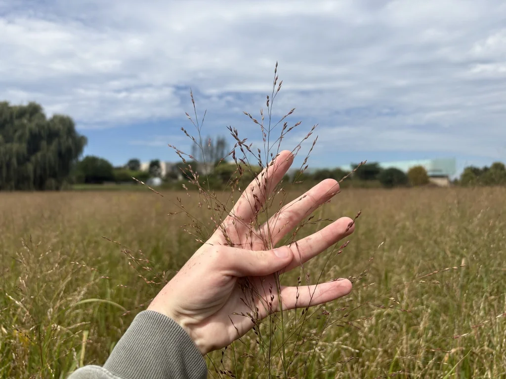 Panicum virgatum