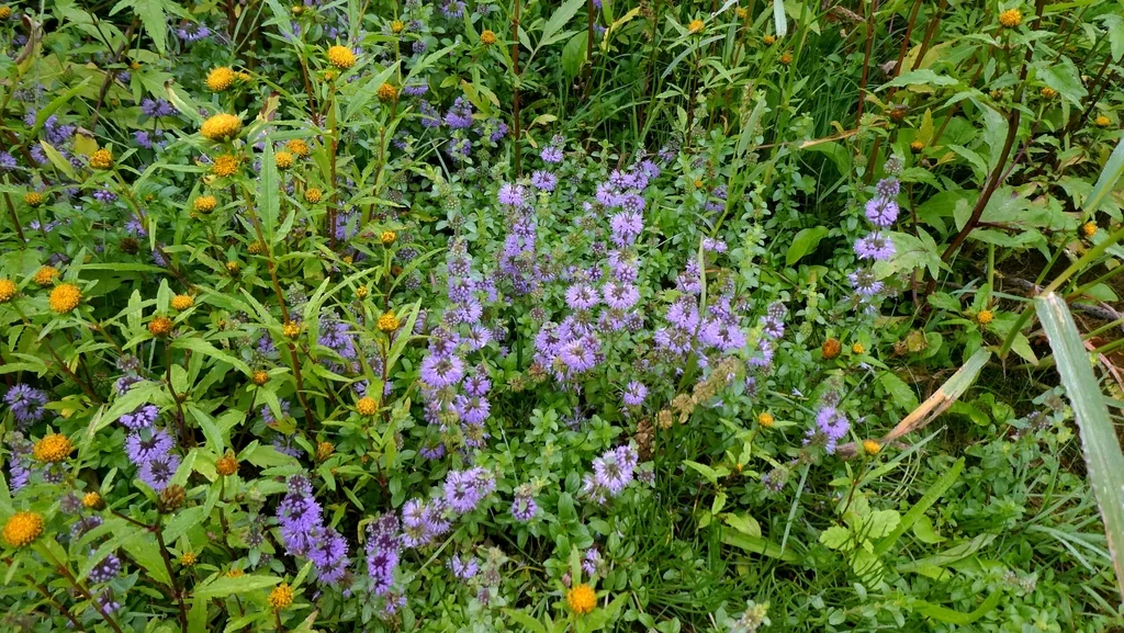 Mentha Pulegium