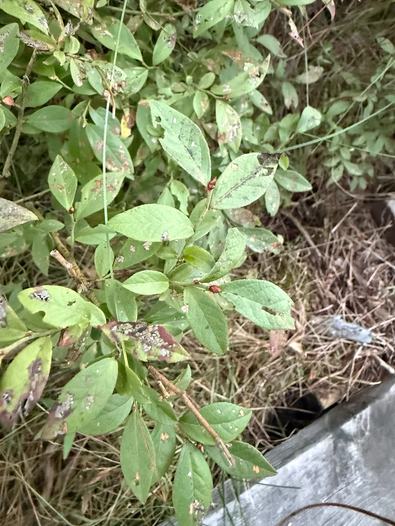 Vaccinium Angustifolium
