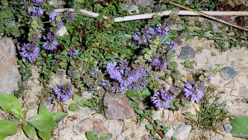 Mentha Pulegium