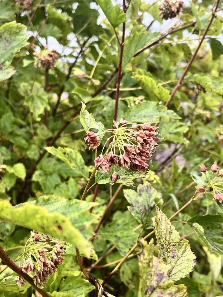 Physocarpus opulifolius