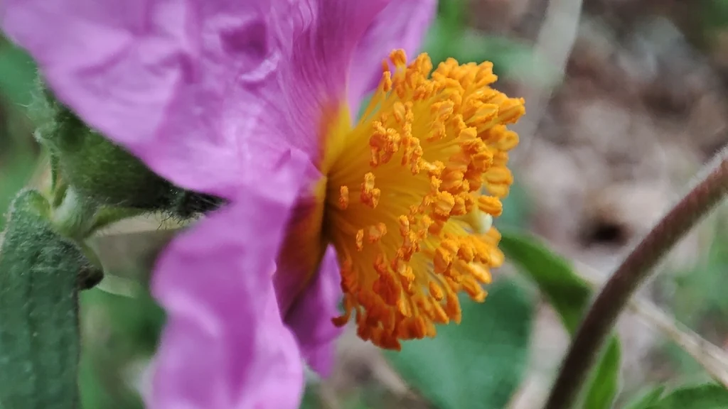 Cistus Creticus