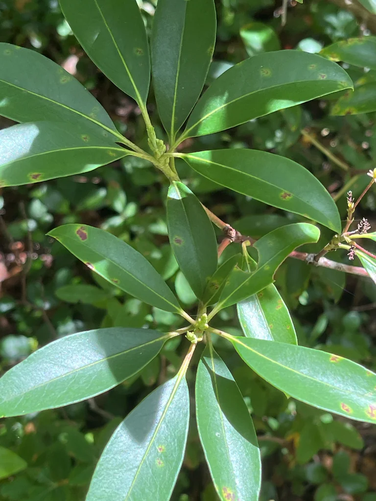 Kalmia Latifolia