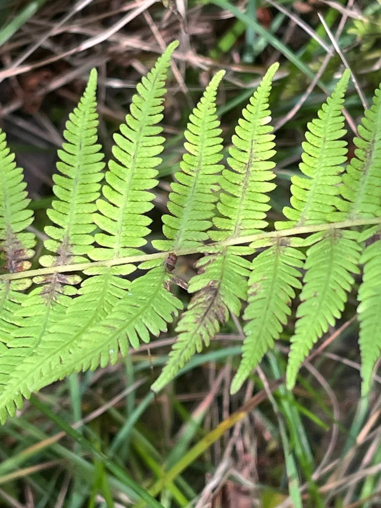 Thelypteris Noveboracensis