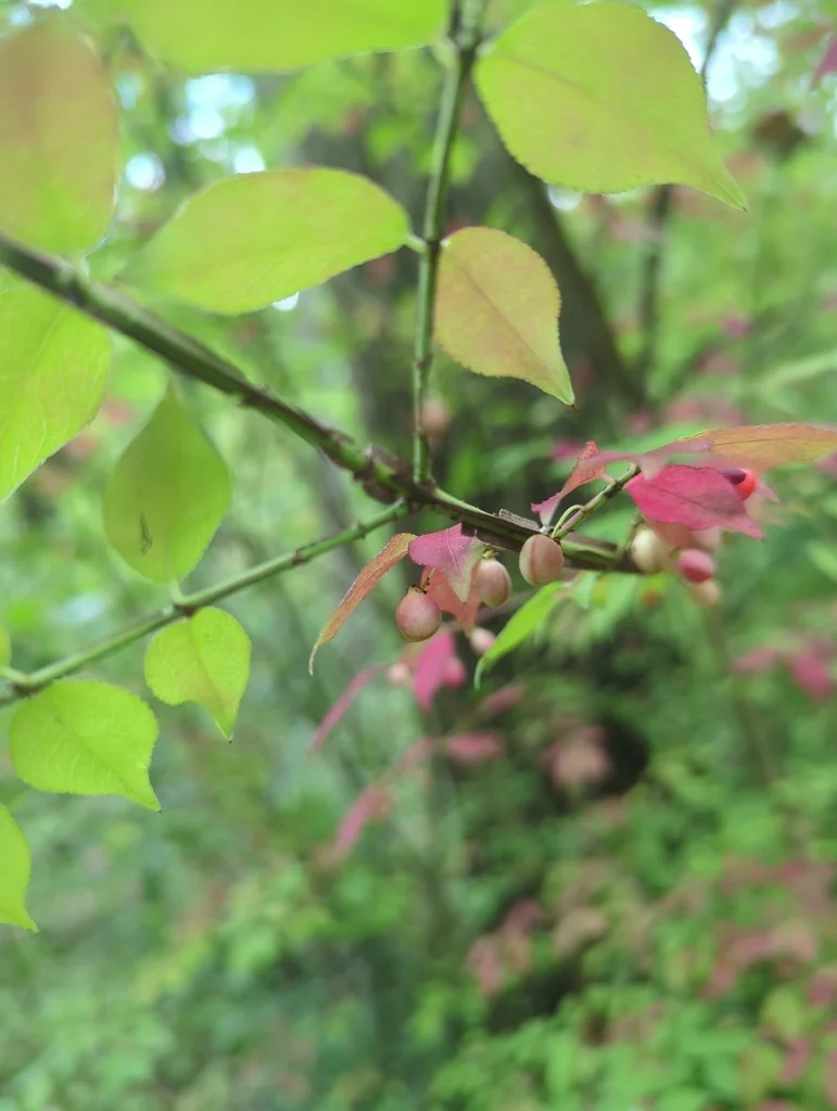 Euonymus Alatus