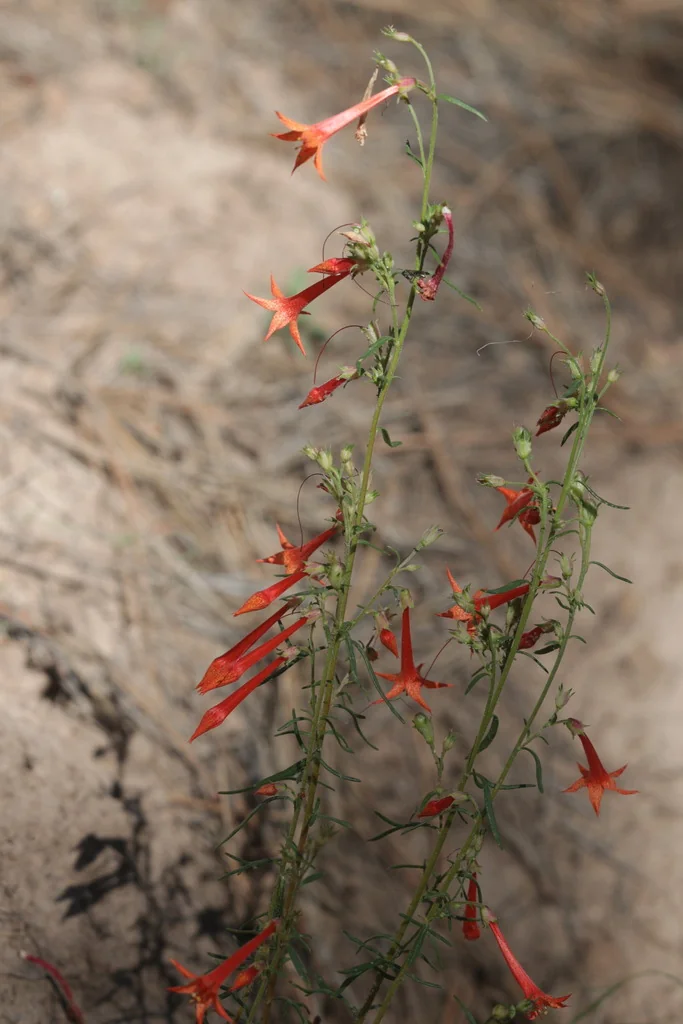 Ipomopsis Aggregata
