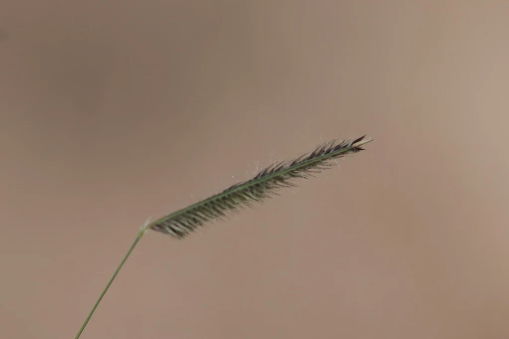 Bouteloua Gracilis