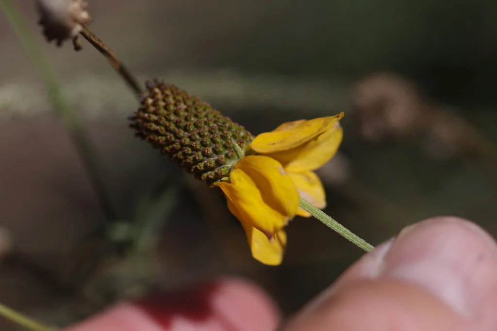 Ratibida Columnifera