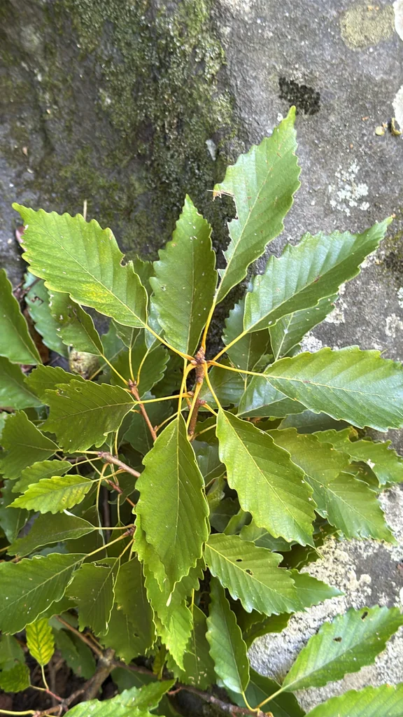 Quercus Montana