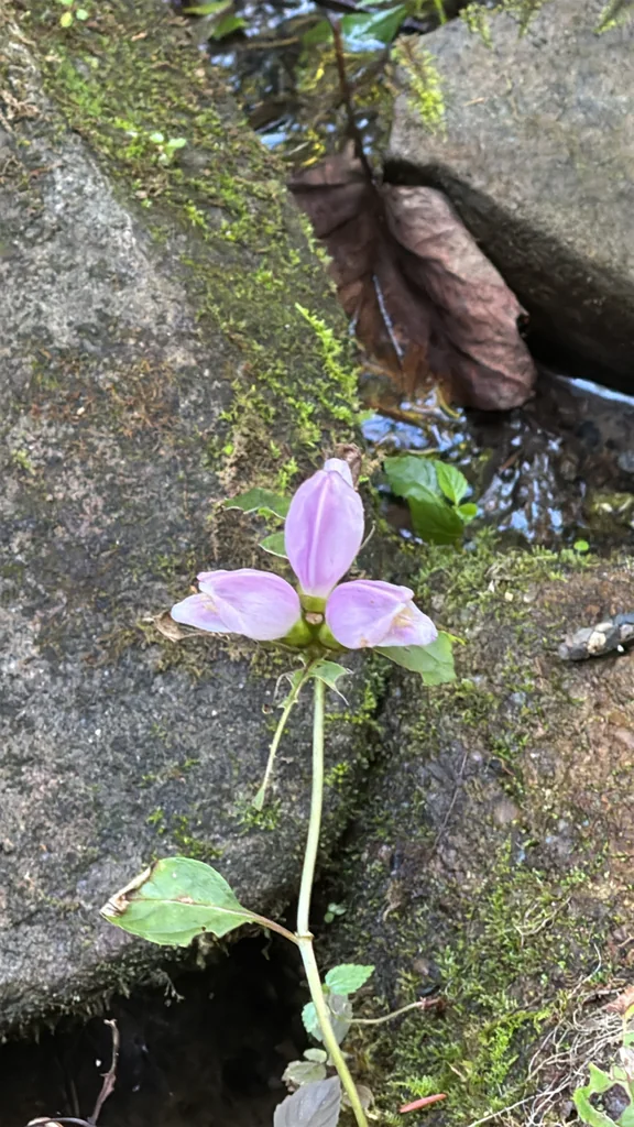 Chelone Lyonii