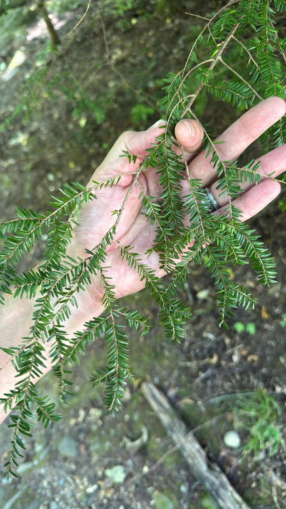 Tsuga Canadensis