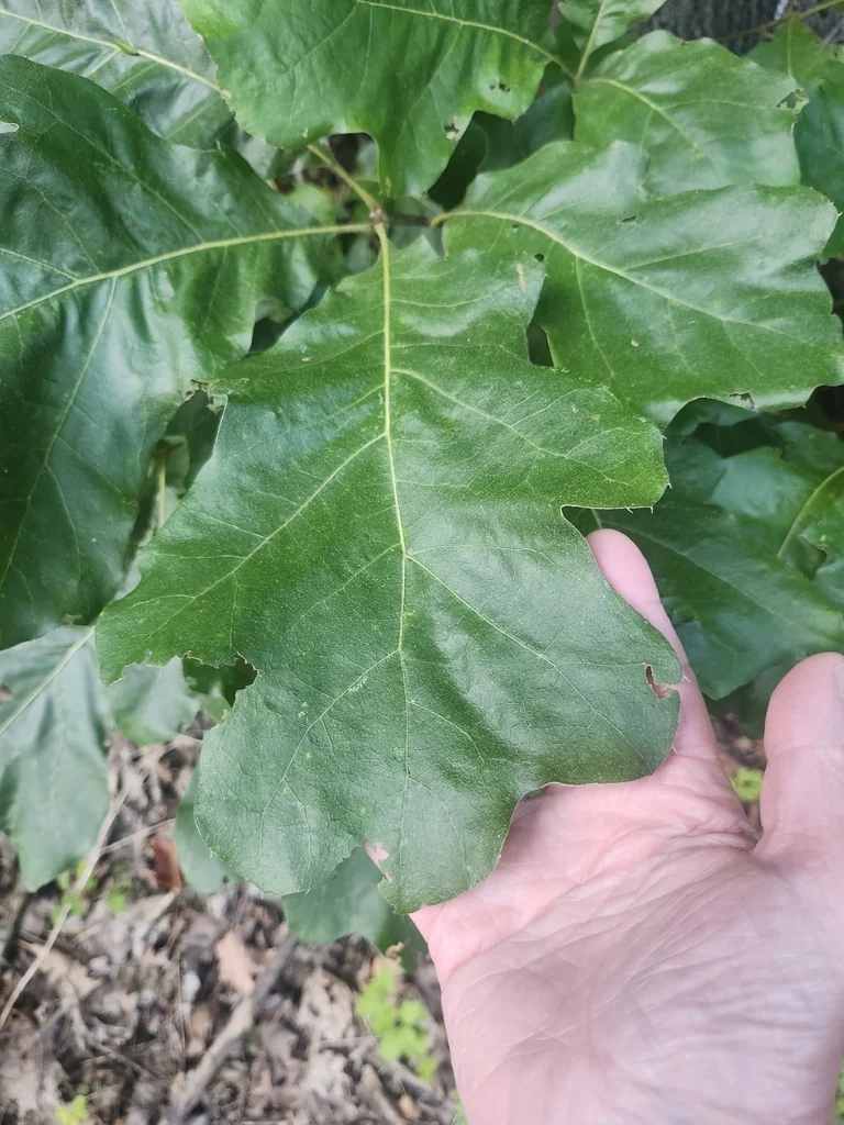 Quercus velutina