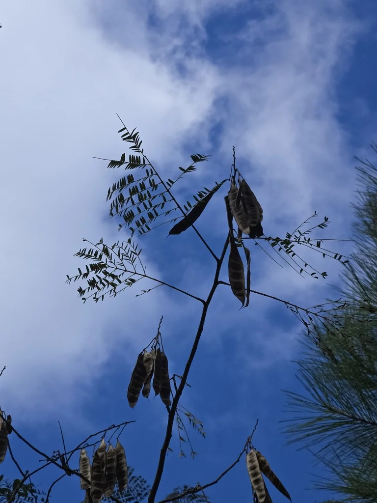 Albizia Julibrissin
