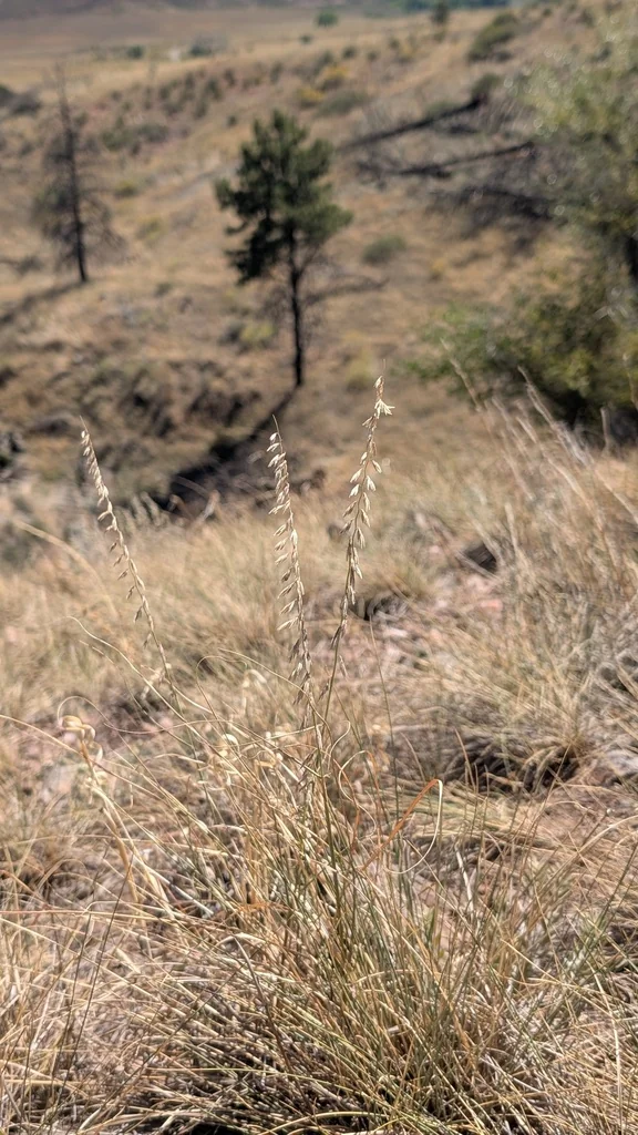 Bouteloua Curtipendula
