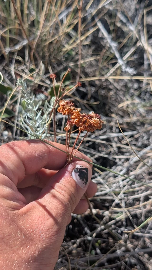 Eriogonum Umbellatum