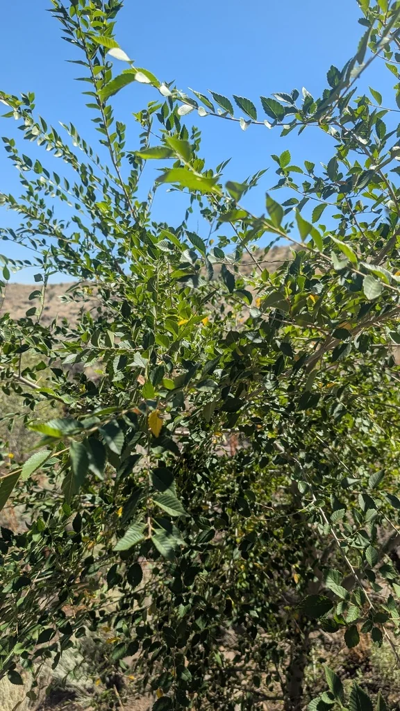 Ulmus Pumila