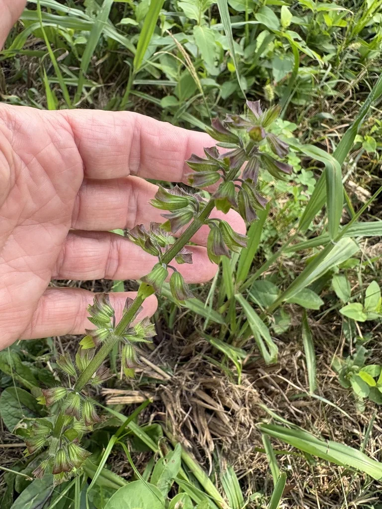 Salvia Lyrata