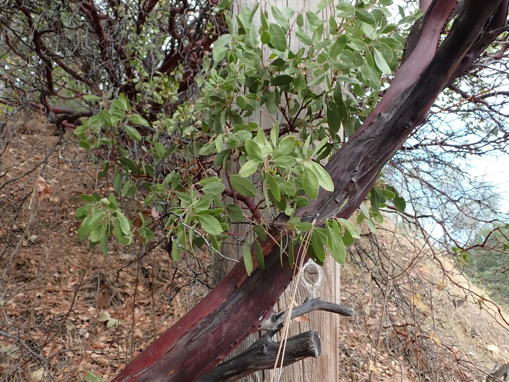 Arctostaphylos Manzanita