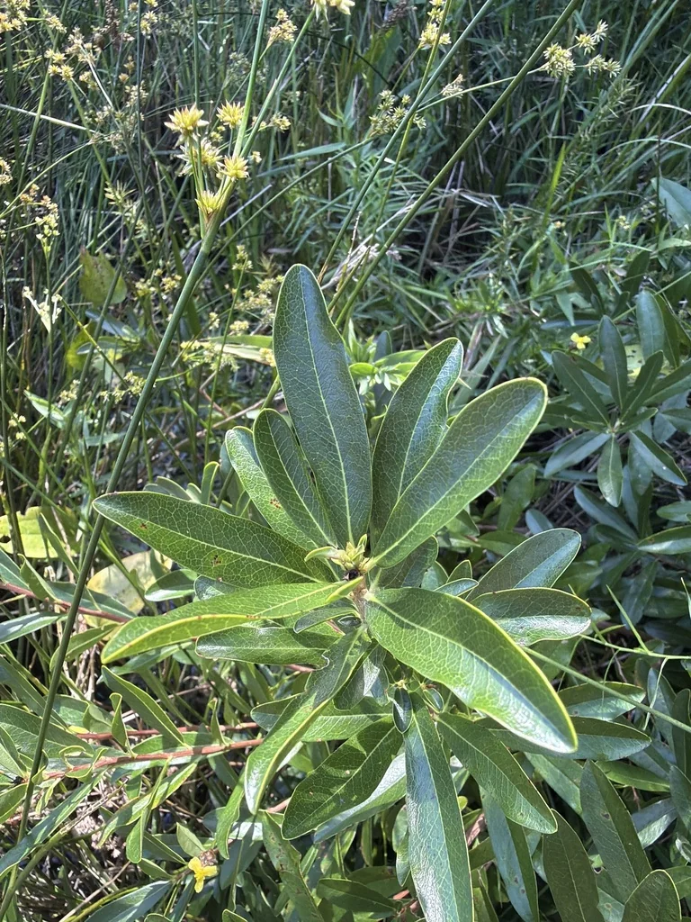 Cyrilla Racemiflora
