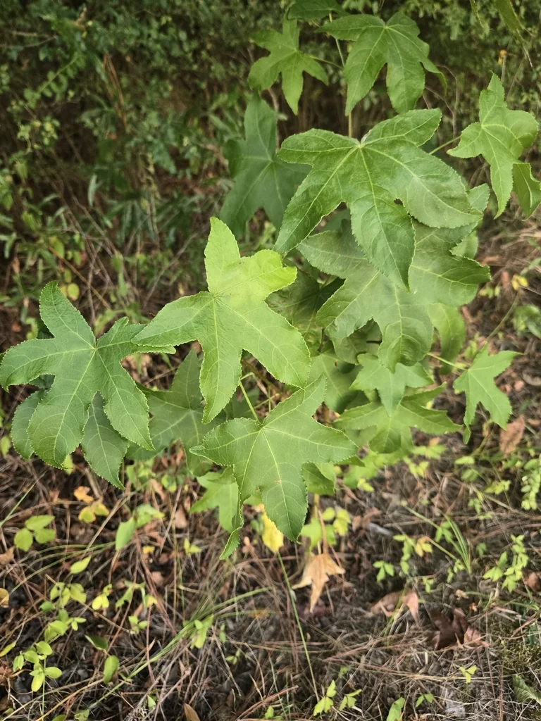 Liquidambar Styraciflua