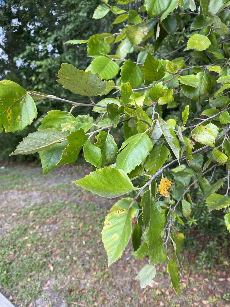 Betula Nigra