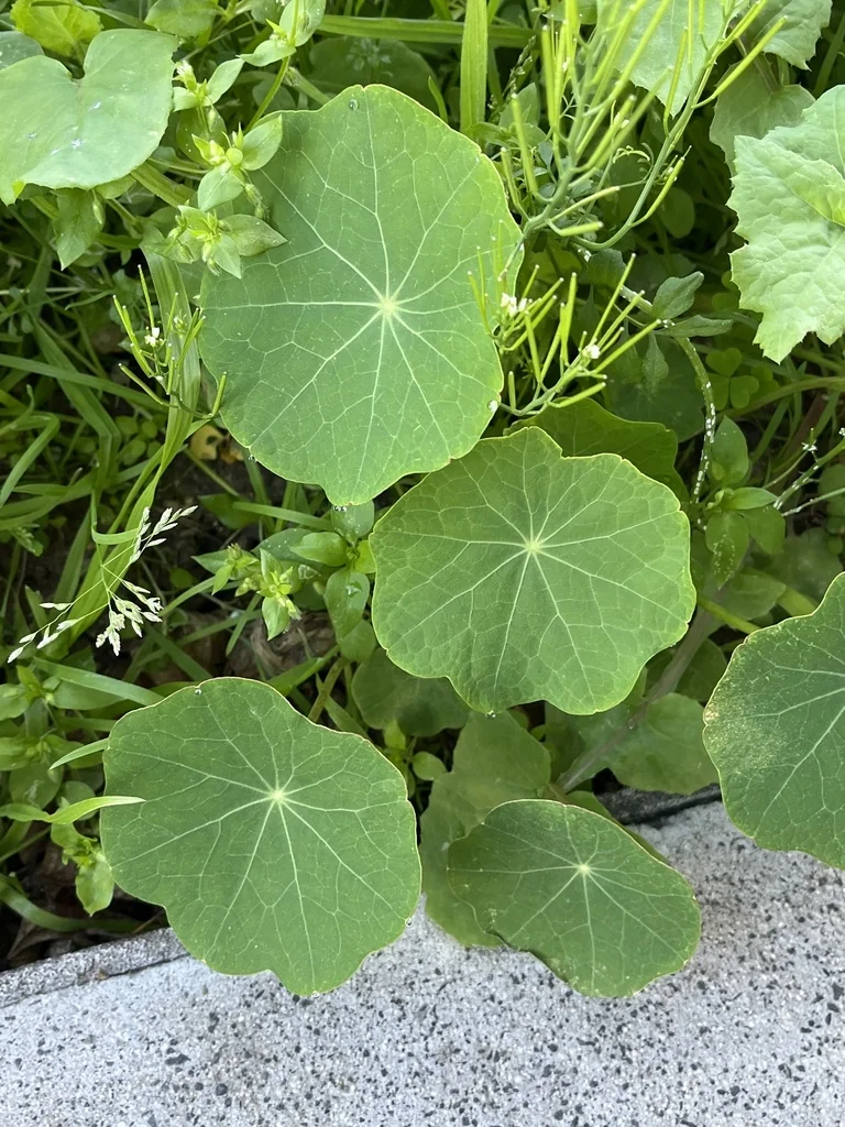 Tropaeolum Majus