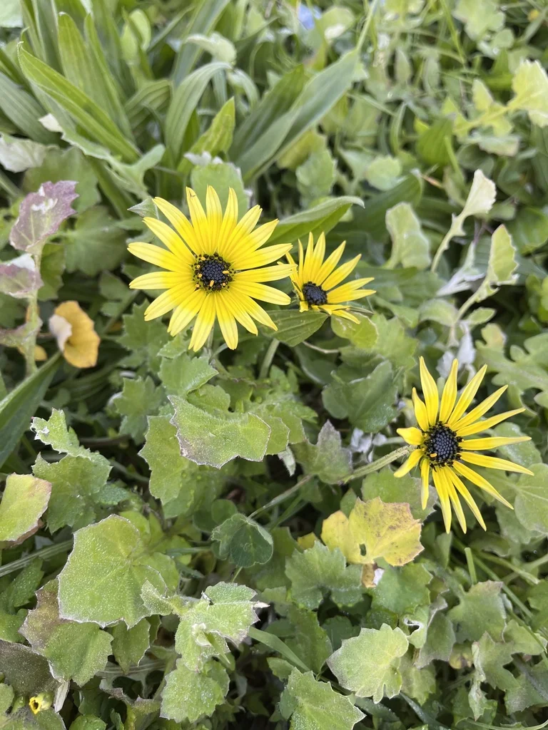 Arctotheca Calendula
