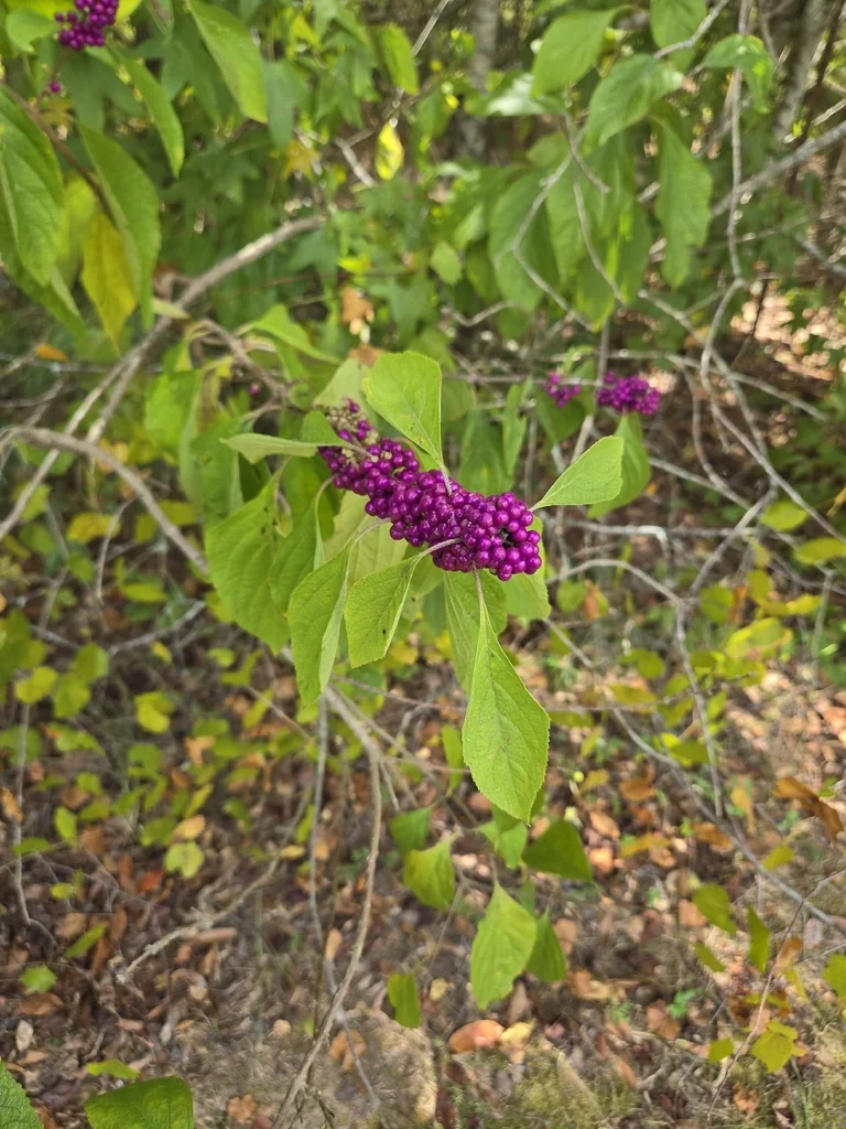 Callicarpa Americana