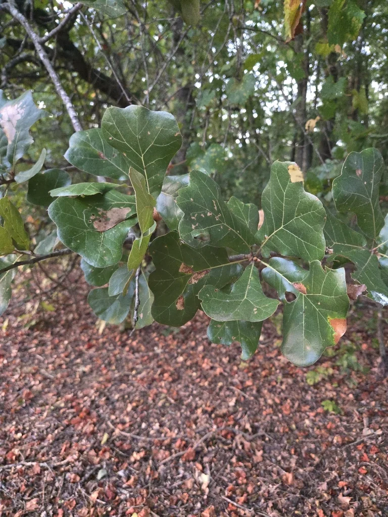 Quercus Marilandica