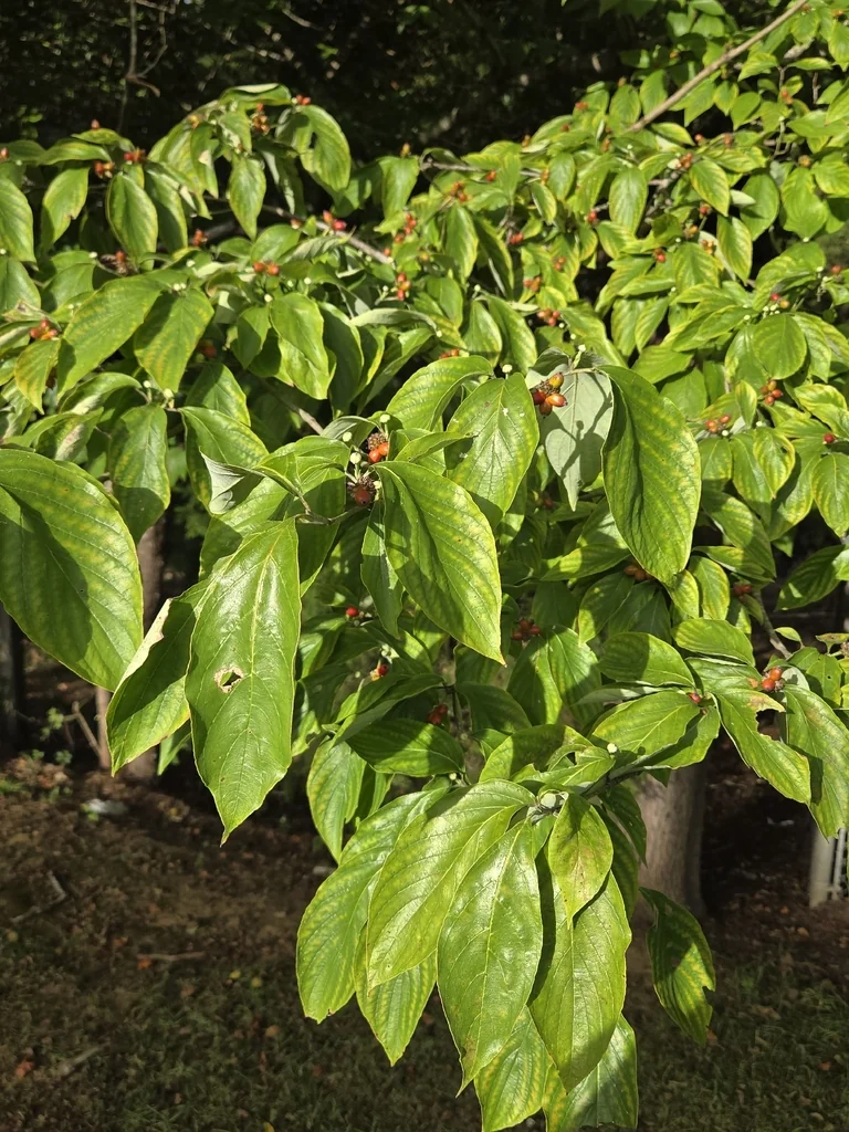 Cornus Florida