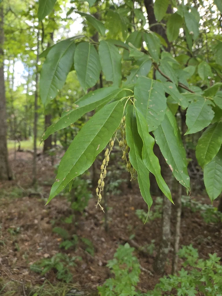 Oxydendrum Arboreum