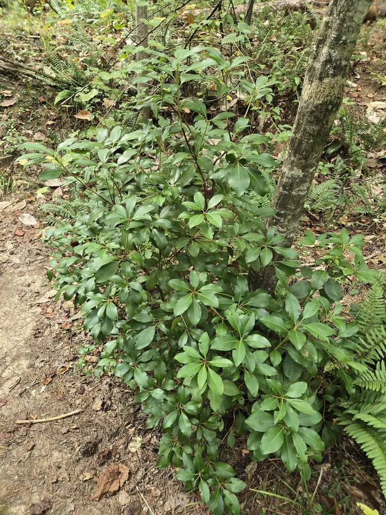 Kalmia Latifolia