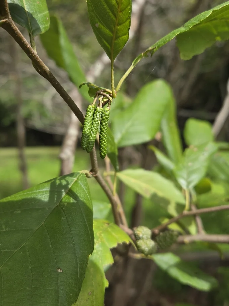Alnus Serrulata