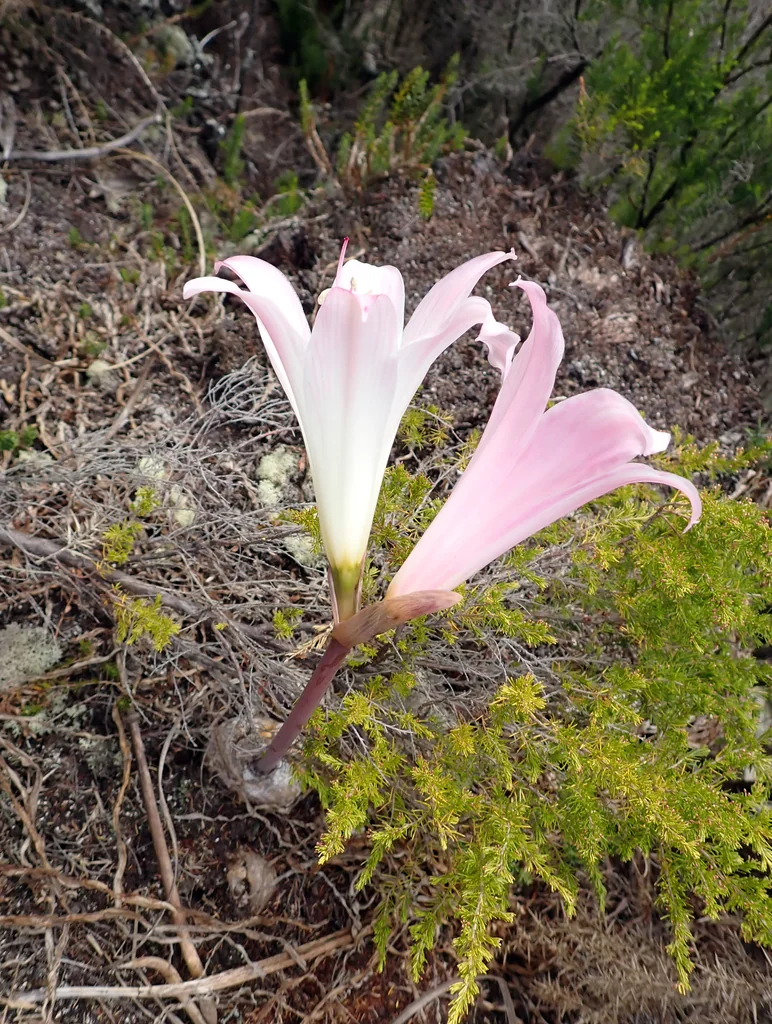 Amaryllis Belladonna