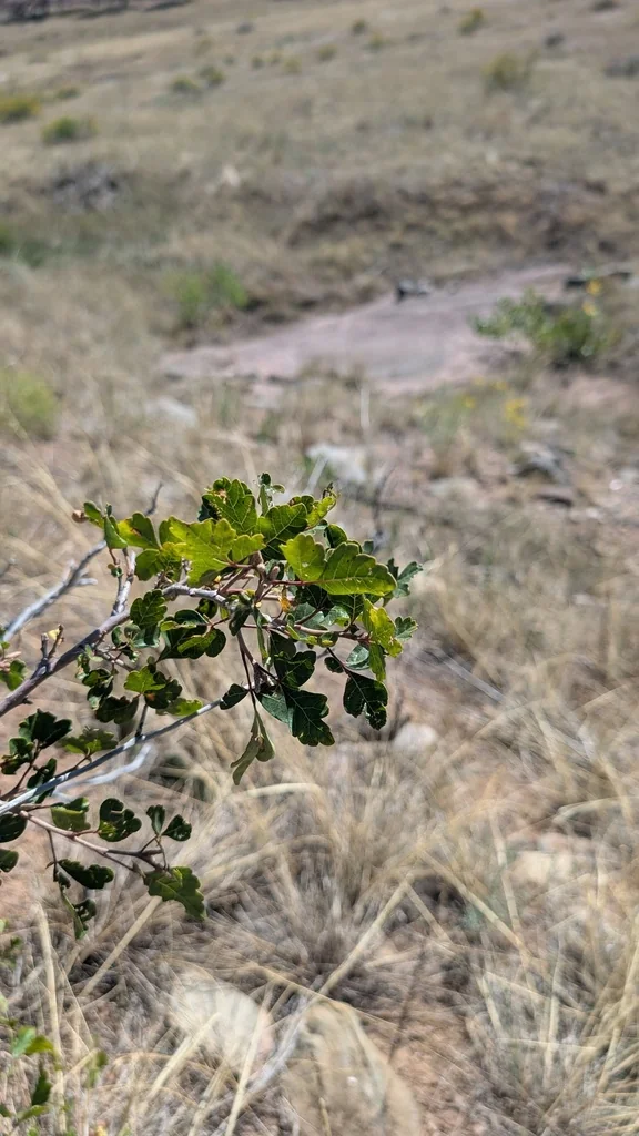 Rhus trilobata