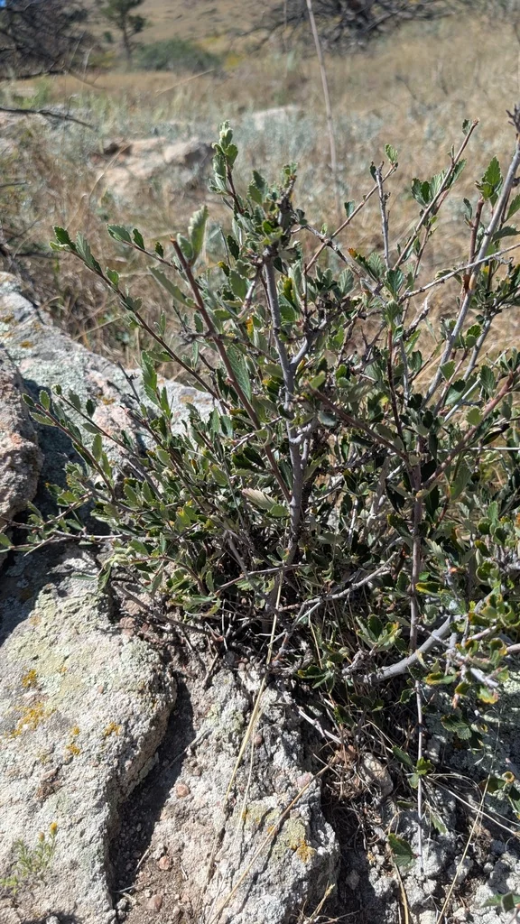 Cercocarpus Montanus