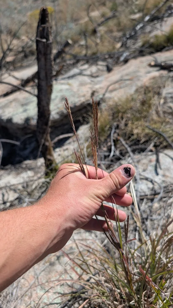 Andropogon Gerardii