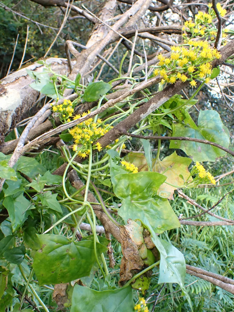 Senecio Confusus